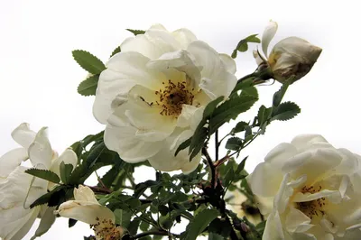 🌹ЦВЕТОЧНЫЙ ВЗРЫВ!🌹#Роза колючейшая, или бендренцеволистная, или #шиповник  колючейший, (#Rosa pimpinellifolia) цветёт.. | ВКонтакте