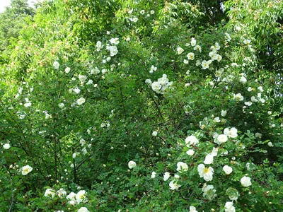 Rosa spinosissima - Изображение особи - Плантариум