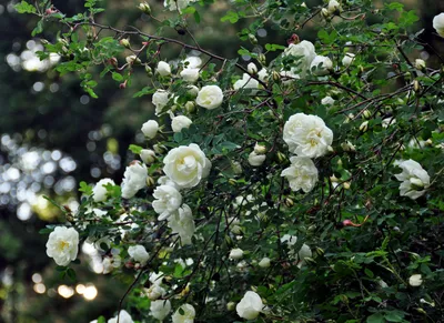 Rosa pimpinellifolia, бедренцоволистная (колючейшая) von Bruns Pflanzen