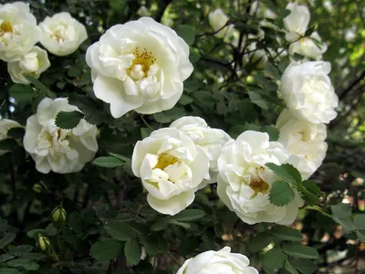 Роза (шиповник) колючейшая или бедренцеволистная — Rosa sp… | Flickr