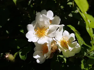 Роза бедренцеволистная (Р.колючейшая) (Rosa pimpinellifolia, R.  spinosissima) - ЗенитарМ 50/2, Canon, чип - ЛанаА - Участники - Фотогалерея  iXBT