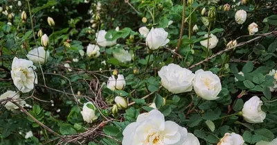 Шиповник колючейший (Rosa spinosissima). Фото на сайте \"Грибы: информация и  фотографии\"