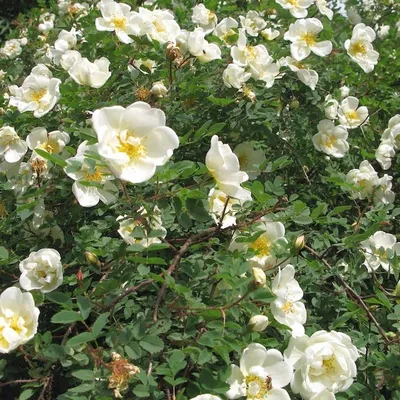 Массовое цветение роз началось в Ботаническом саду КФУ | Крымский  федеральный университет