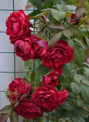 Роза морщинистая | Купить саженцы по цене от 750 с доставкой в питомнике  Алексеевская Дубрава