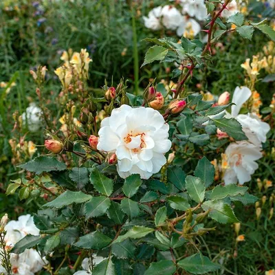 Rosa spinosissima - Изображение особи - Плантариум