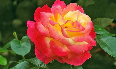 Роза морщинистая 'Alba' | Купить саженцы по цене от 1200 с доставкой в  питомнике Алексеевская Дубрава