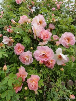 Роза колючейшая | Пикабу