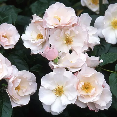 Из парка Горького, сентябрь 2019. Наверное, уже готовятся цвести снова 😊  _____ #rose #gardenroses #gardenplants #flosium #gorkypark #… | Розы,  Растения, Фотографии
