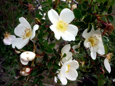 Роза spinosissima altaica
