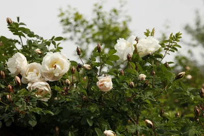 Роза колючейшая: купить в Москве саженцы Rosa pimpinellifolia  (spinosissima) в питомнике «Медра» по цене от 590 руб