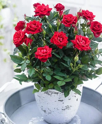 Комнатная роза полиантовой группы | Plants, Garden containers, Flower pots  outdoor