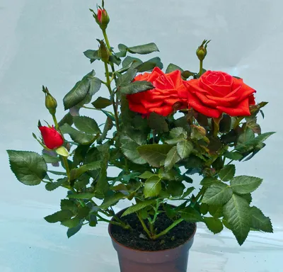 Виды комнатных роз – как обеспечить достойный уход за роскошным цветком |  HelperLife.ru | Дзен