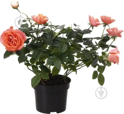Комнатная (домашняя) роза: виды и сорта, 40 фото с названиями