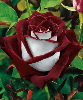 Комнатная роза: уход в домашних условиях за розой в горшке 50 фото