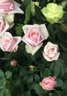 КУПИТЬ Роза Кордана светло-розовая МОСКВА от 1095 рублей, доставка