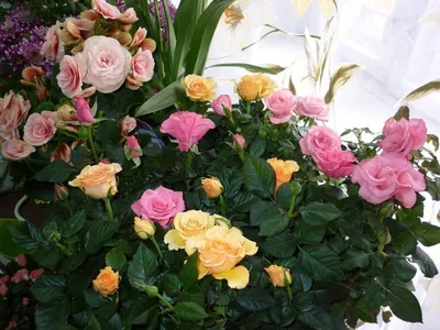 Роза кордана розовая ⌀10 30 см купить в Москве с доставкой | Магазин  растений Bloom Story (Блум Стори)
