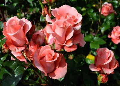 Чайная роза – особенности выращивания розы в саду | Огород Мечты | Дзен