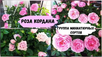 Роза в горшке - купить в интернет-магазине Mandarin-shop.ru