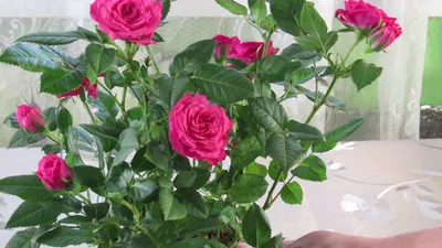 Розы Кордана - миниатюрная группа сортов. - YouTube