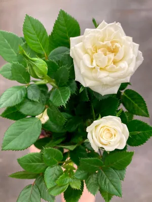 Роза белая мини ⌀6 купить в Москве с доставкой | Магазин растений Bloom  Story (Блум Стори)