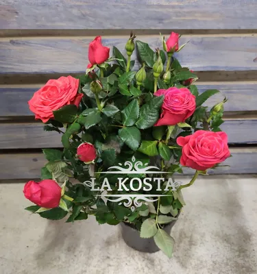 Роза Домашняя: Описание, Посадка, Уход | (20+ Фото) - Krrot.net | Розы,  Цветочный, Цветы