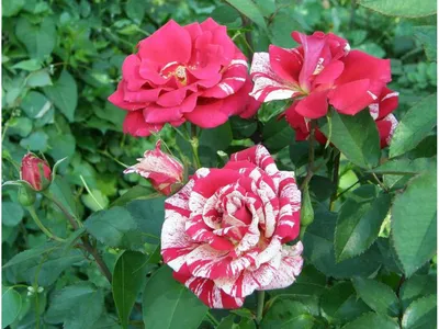 Комнатная роза (домашняя) в горшке: уход дома, как выращивать +пересадка