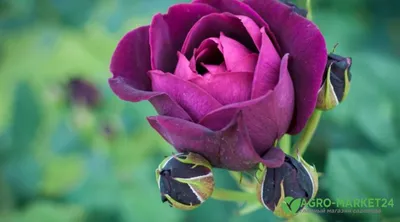 Роза садовая - Rose. Уход за розами, выращивание роз. Классификация роз