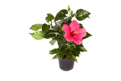 Роза в горшке Infinity разноцветная в ассортименте купить по цене 249 грн |  Украфлора