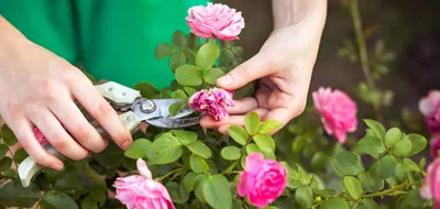 Роза малиновая мини ⌀6 купить в Москве с доставкой | Магазин растений Bloom  Story (Блум Стори)