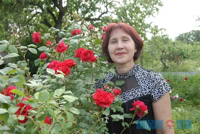 Роза Стар Розес 10х25 см по цене 333 ₽/шт. купить в Москве в  интернет-магазине Леруа Мерлен