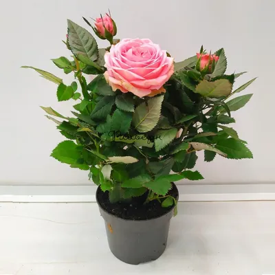 Роза кордана жёлтая ⌀10 30 см купить в Москве с доставкой | Магазин  растений Bloom Story (Блум Стори)