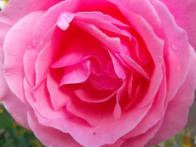 Как вырастить розу из черенка и создать розарий на приусадебном участке  своими руками