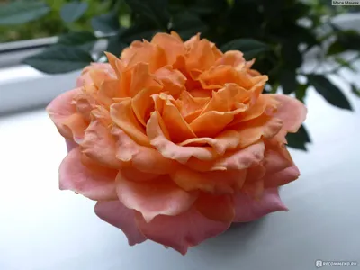 Комнатная роза (140 фото цветка) уход в домашних условиях, пересадка,  размножение, подкормка, цветение