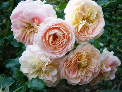 Photo of the bloom of Rose (Rosa 'Concerto') posted by Orsola - Garden.org