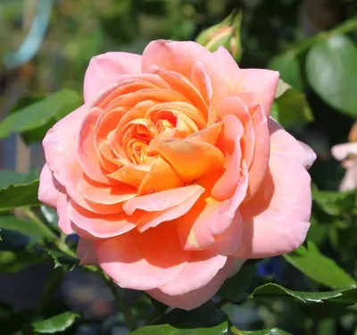 Саженцы розы шраб Концерто 94 (Concerto 94) купить в Москве по цене от 1  800 до 3060 руб. - питомник растений Элитный Сад