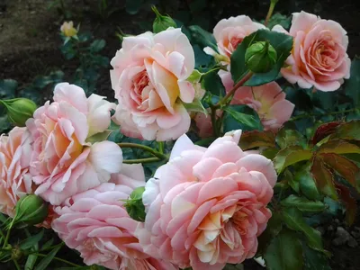 concerto 94 rose ***ไม้ใหม่... - บ้านสวนกุหลาบ by นุช | Facebook