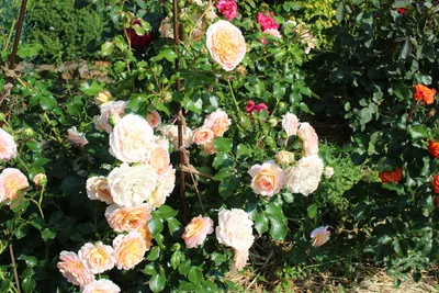 Strauchrose 'Concerto 94' ® - Expertenwissen zu dieser Rose