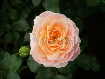 Розы флорибунда - Концерто 94