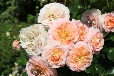 File:Rosa 'Concerto 94' kz01.jpg - Wikimedia Commons