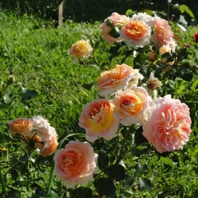 Роза Concerto: описание, фото, отзывы — RoseCatalog.ru