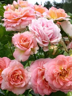 Роза Concerto 94 (Концерто 94) – купить саженцы роз в питомнике в Москве