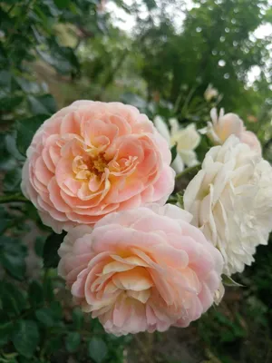 Роза Concerto-94 в 2023 г | Розы, Многолетние растения, Цветоводство