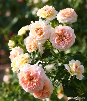 Розы и Сад. Флорибунда роза Концерто 94 (Concerto 94), справочник розы от  Усынин Р.А