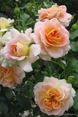 Close-up of Apricot, Buff, Pink Shading, Yellow Reverse, Lighter Reverse  Shrub Rose `Concerto 94` Romantica. Medium, Full, Stock Photo - Image of  full, flora: 241660738