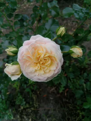 File:Rosa 'Concerto 94' kz02.jpg - Wikimedia Commons