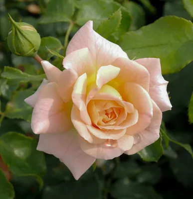 Розы парковые «Концерто 94» по цене 498 ₽/шт. купить в Москве в  интернет-магазине Леруа Мерлен