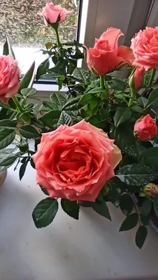 Роза Кордана Микс по цене 3500 ₽ - купить в RoseMarkt с доставкой по  Санкт-Петербургу