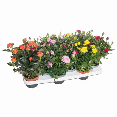 Роза Кордана микс Rosa Koranda mix 30/11 — цена в LETTO
