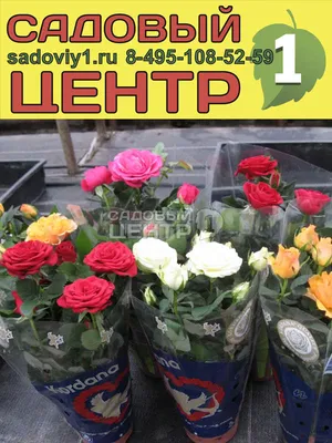 Роза горшечная Кордана микс 10,5x10,5 см - купить по выгодной цене на  KALOMBO.RU
