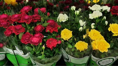 Роза КорданаМини Микс - купить, цена, отзывы в интернет-магазине комнатных  растений.